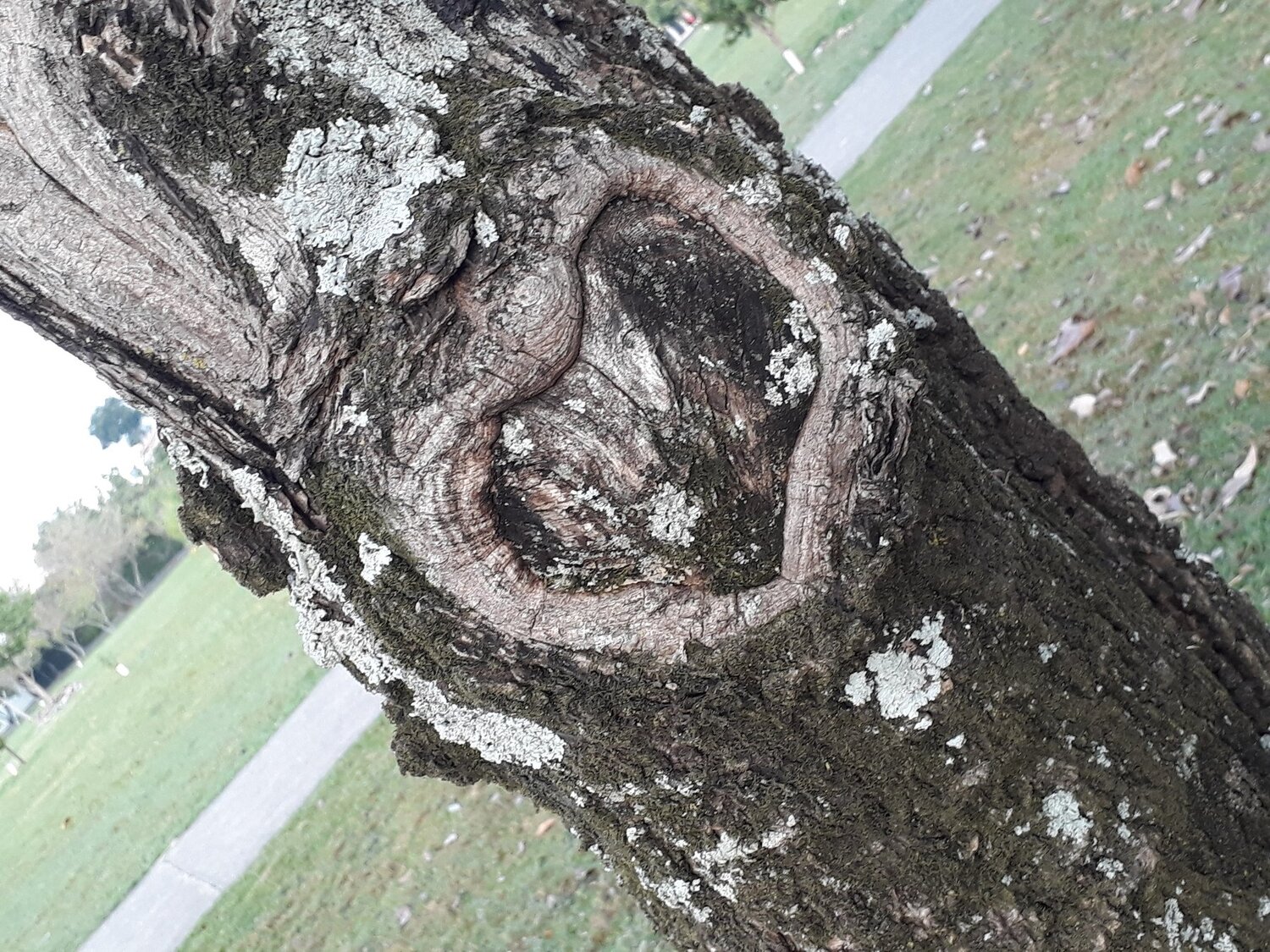Heart of the tree