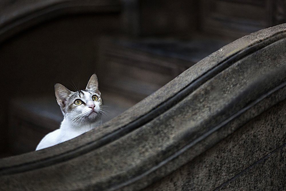 Photograph by Srimal Dissanayake