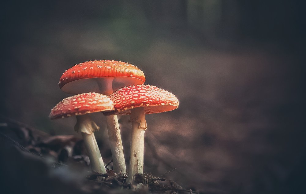 Photograph by Guy Krier