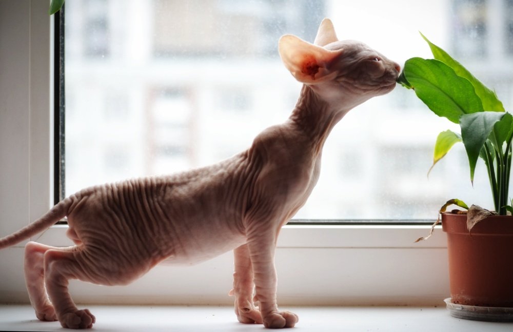 Любопытсво