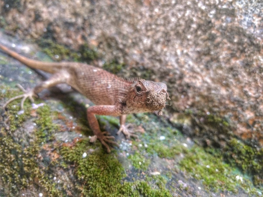 Agamid Lizard