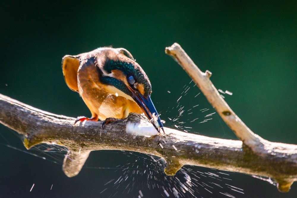 Photograph by Михаил Гнатковский