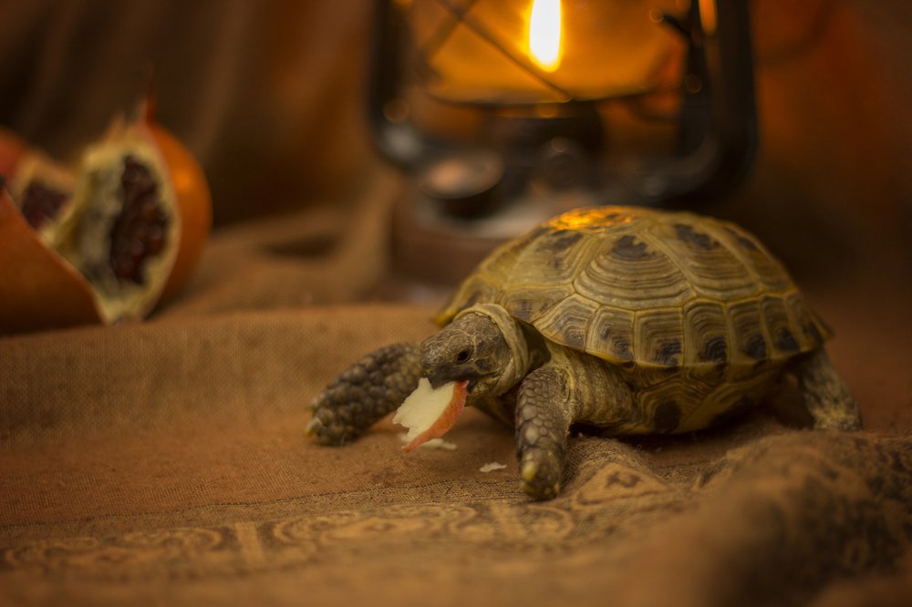 Натюрморт с черепахой