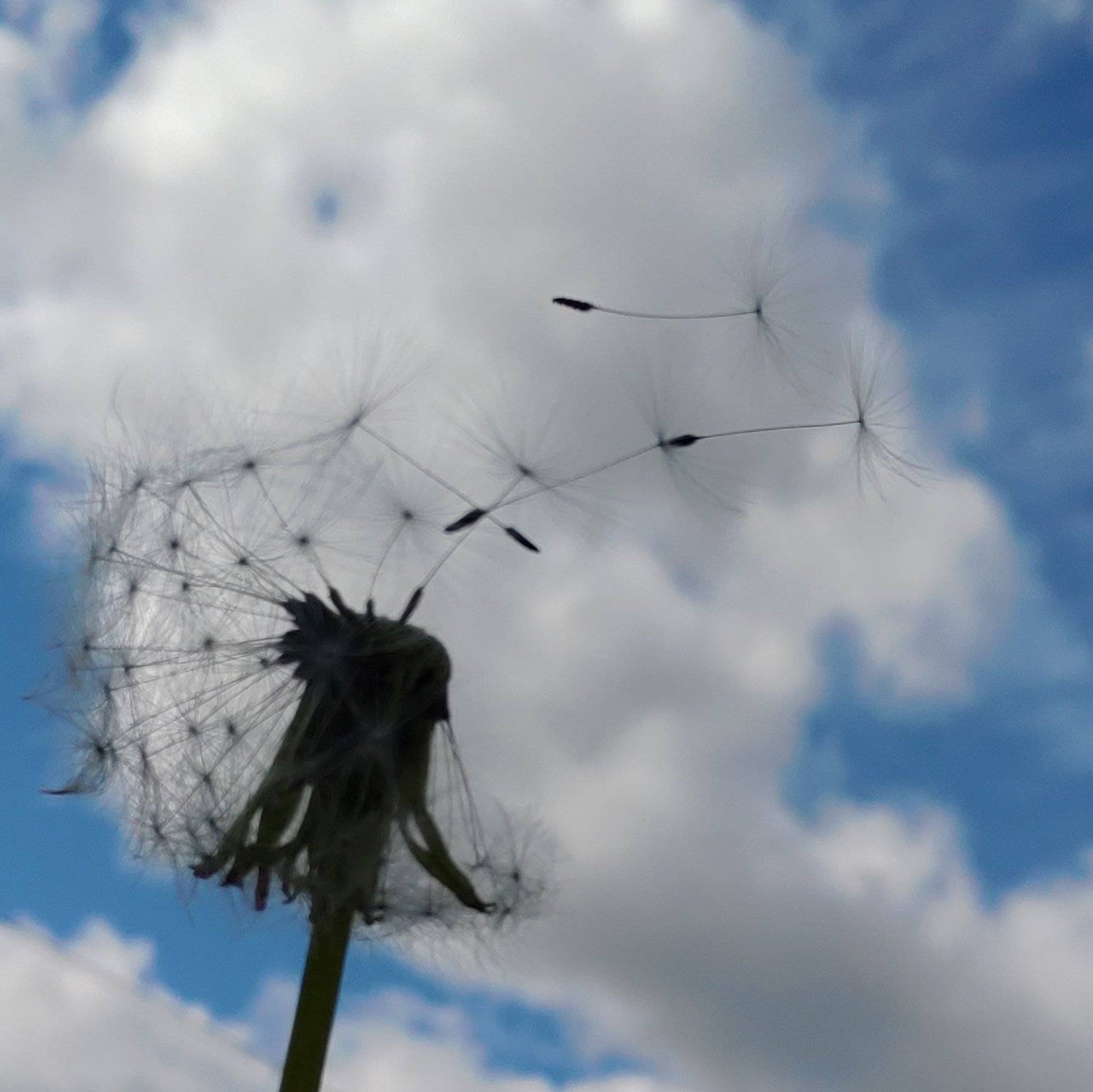 Dandelion in the wind