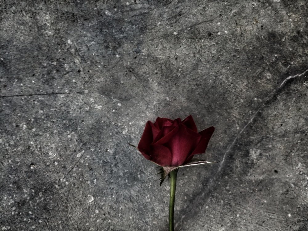 Фотография автора Sordia Tako