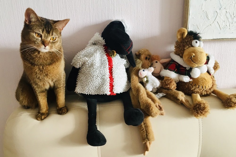 Кошка Люша и другие.