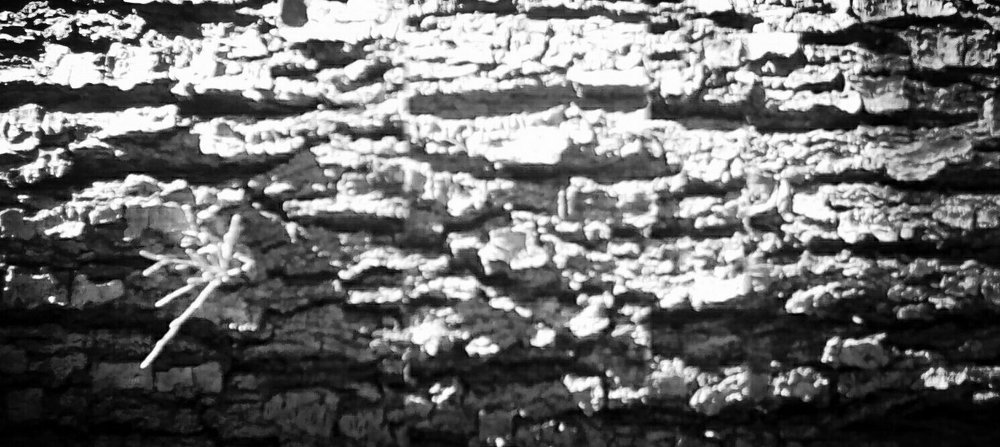 Hope During El Niño