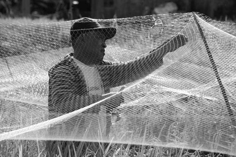 install rice plant nets