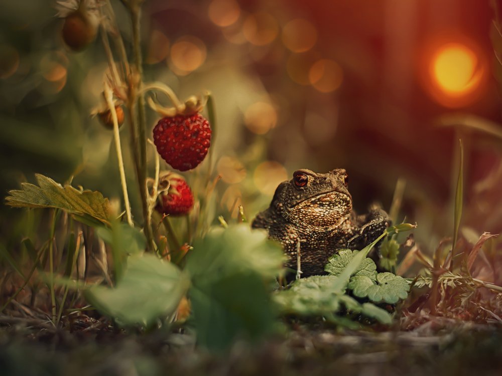 Серьезная дама