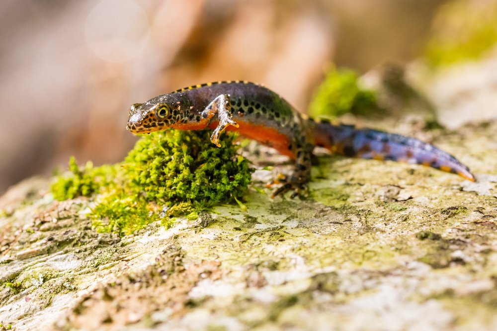 Alpine Newt (Ichthyosaura Alpestris)