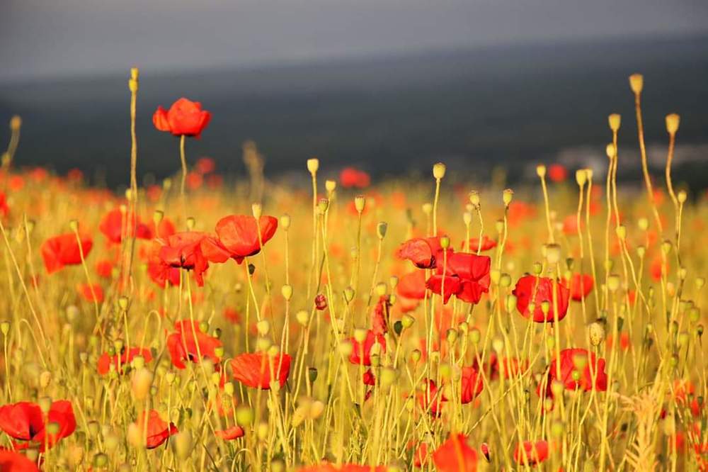 Золото маков