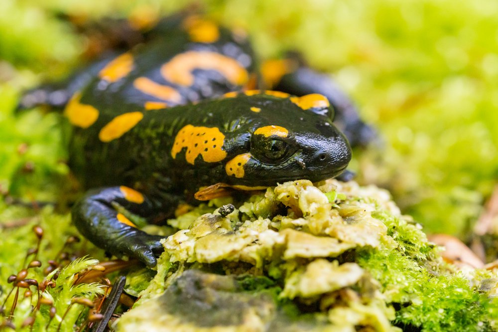 Fire Salamander (Salamandra salamandra)