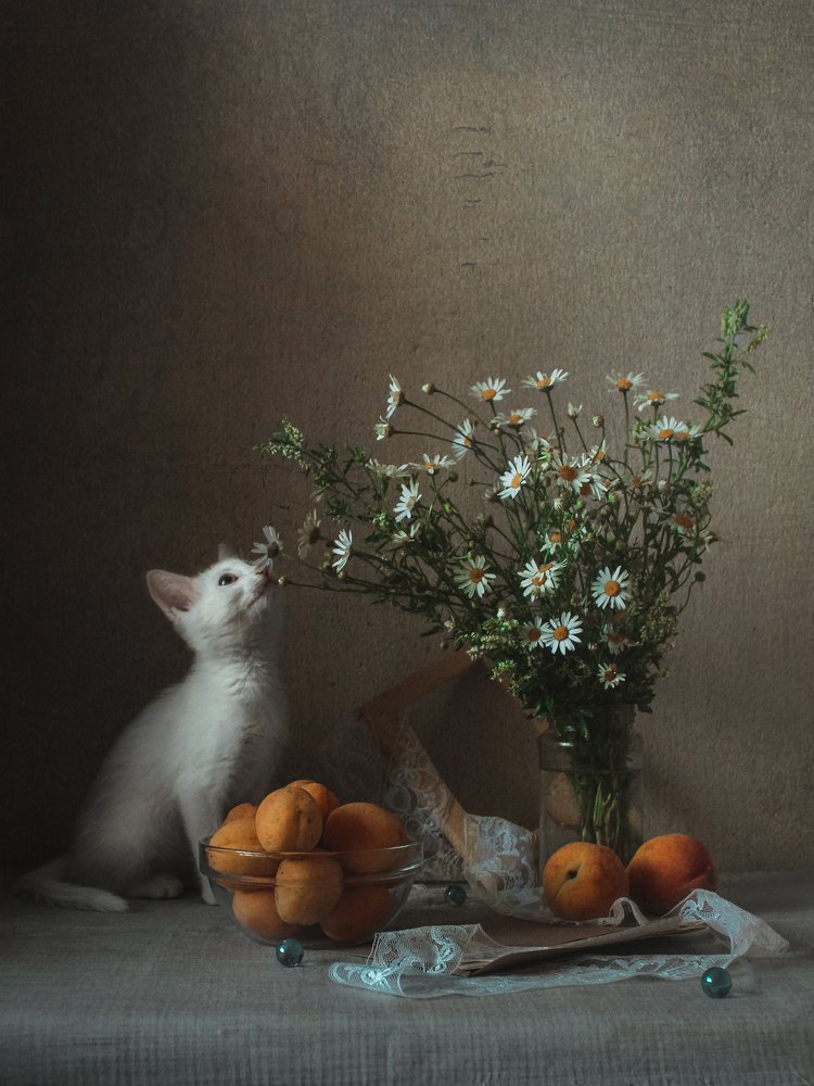 Кошка и ромашки