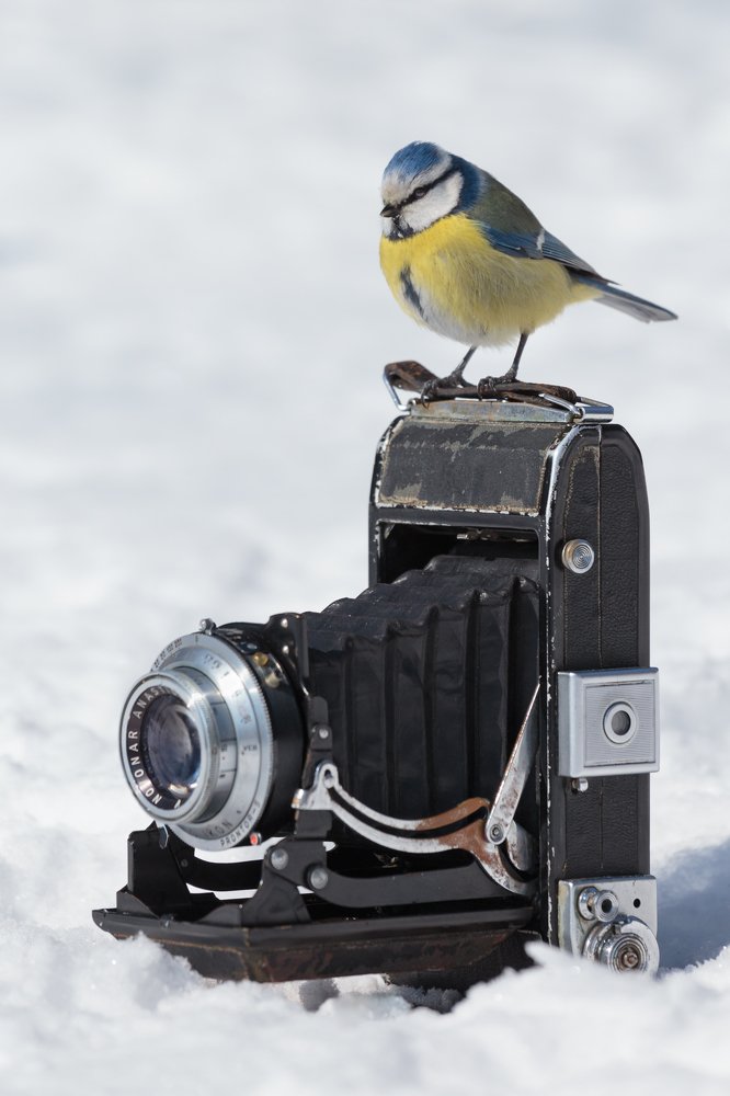 A photographer who has the situation under control.