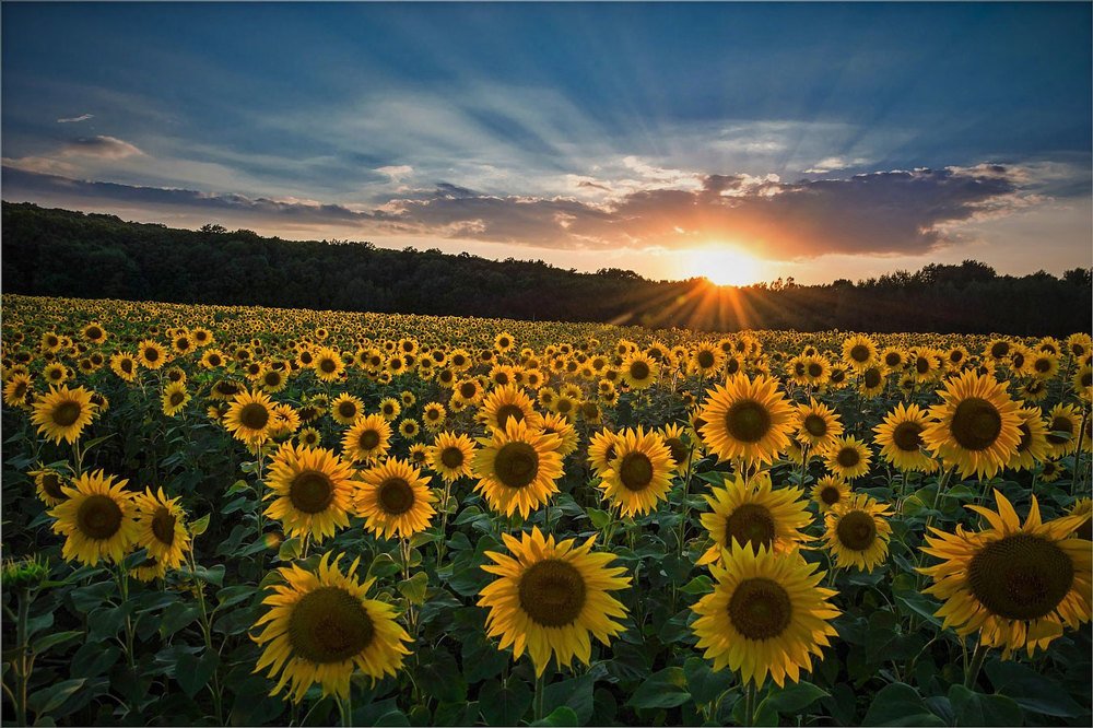 Подсолнухи