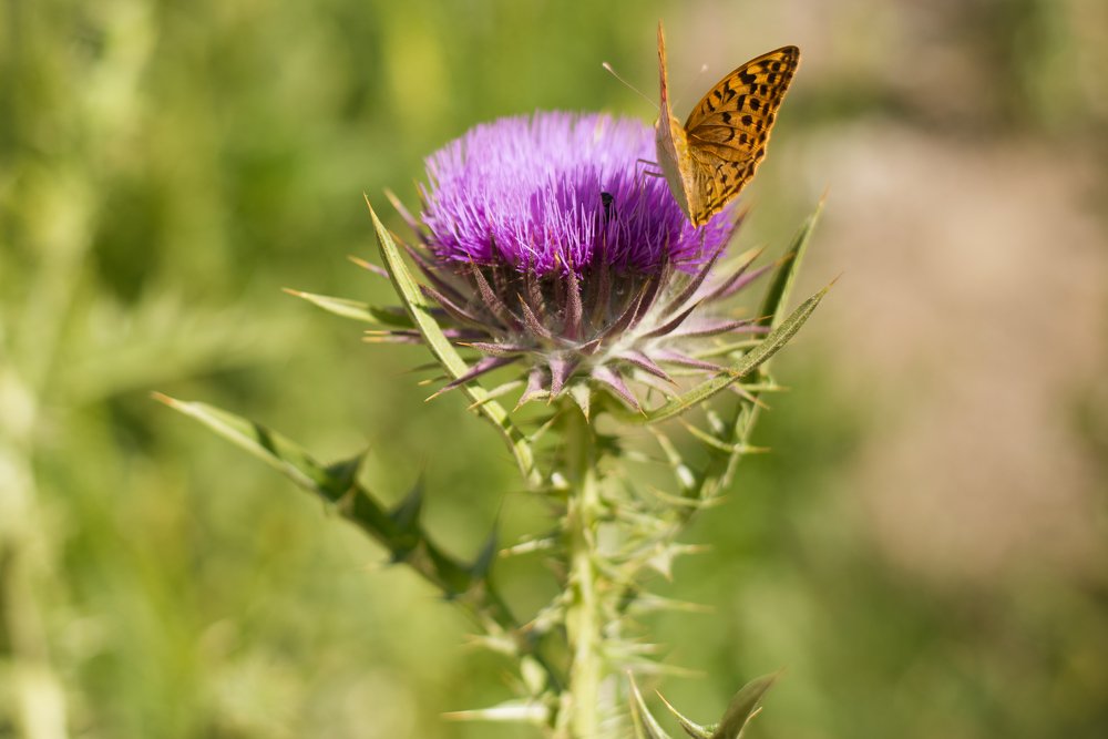 Охота на бабочек