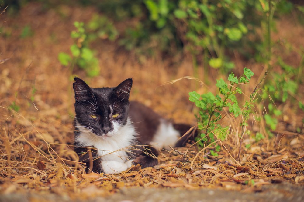Крымские котики
