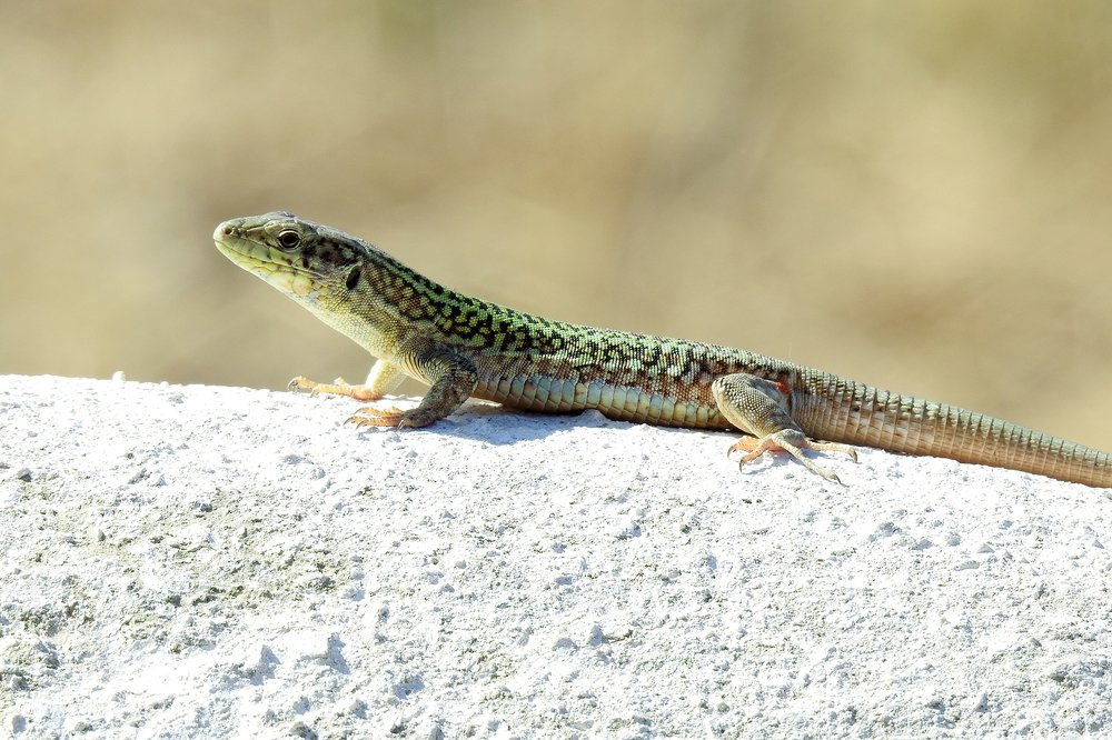 Green lizard