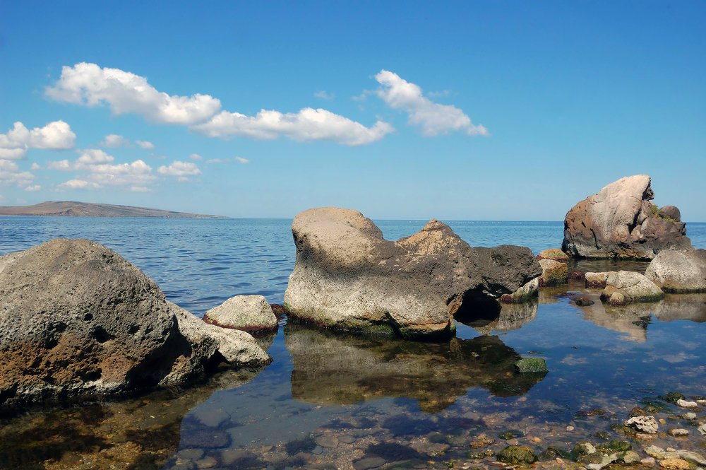 Морские черепахи