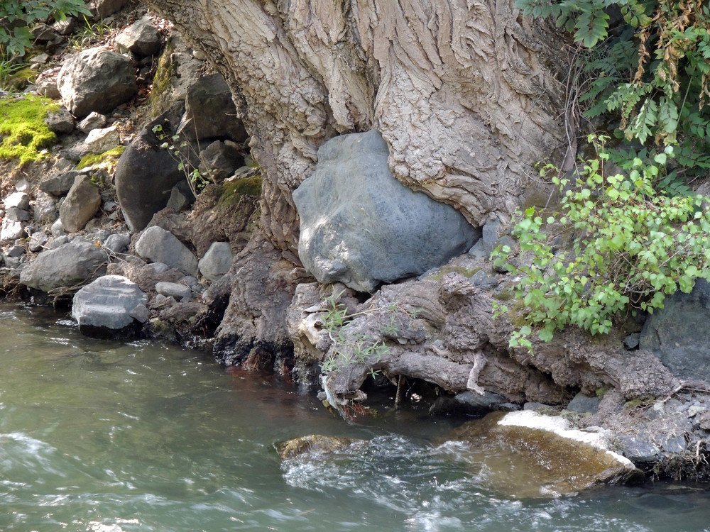 Дерево и валун.