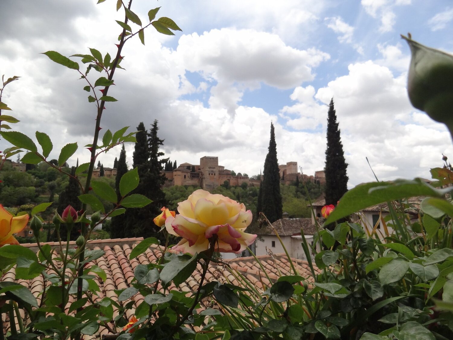 La Alhambra y la rosa