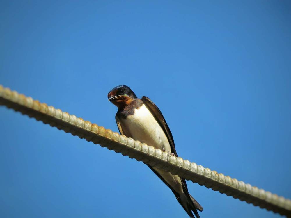 Крылатые соседи