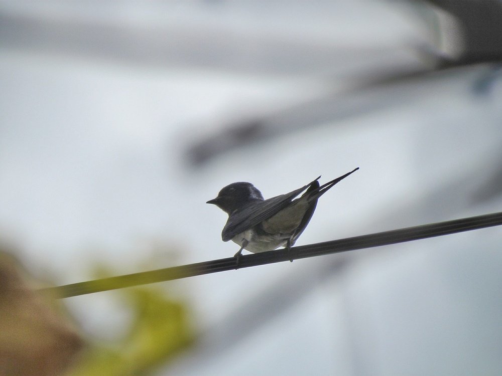 Кто на проводе?