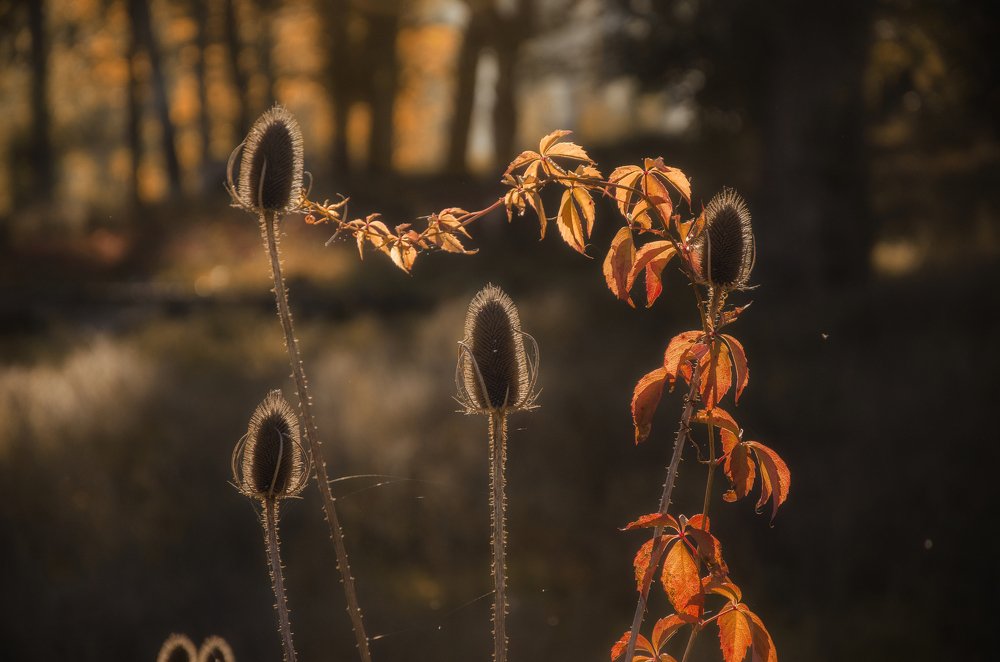 В центре внимания