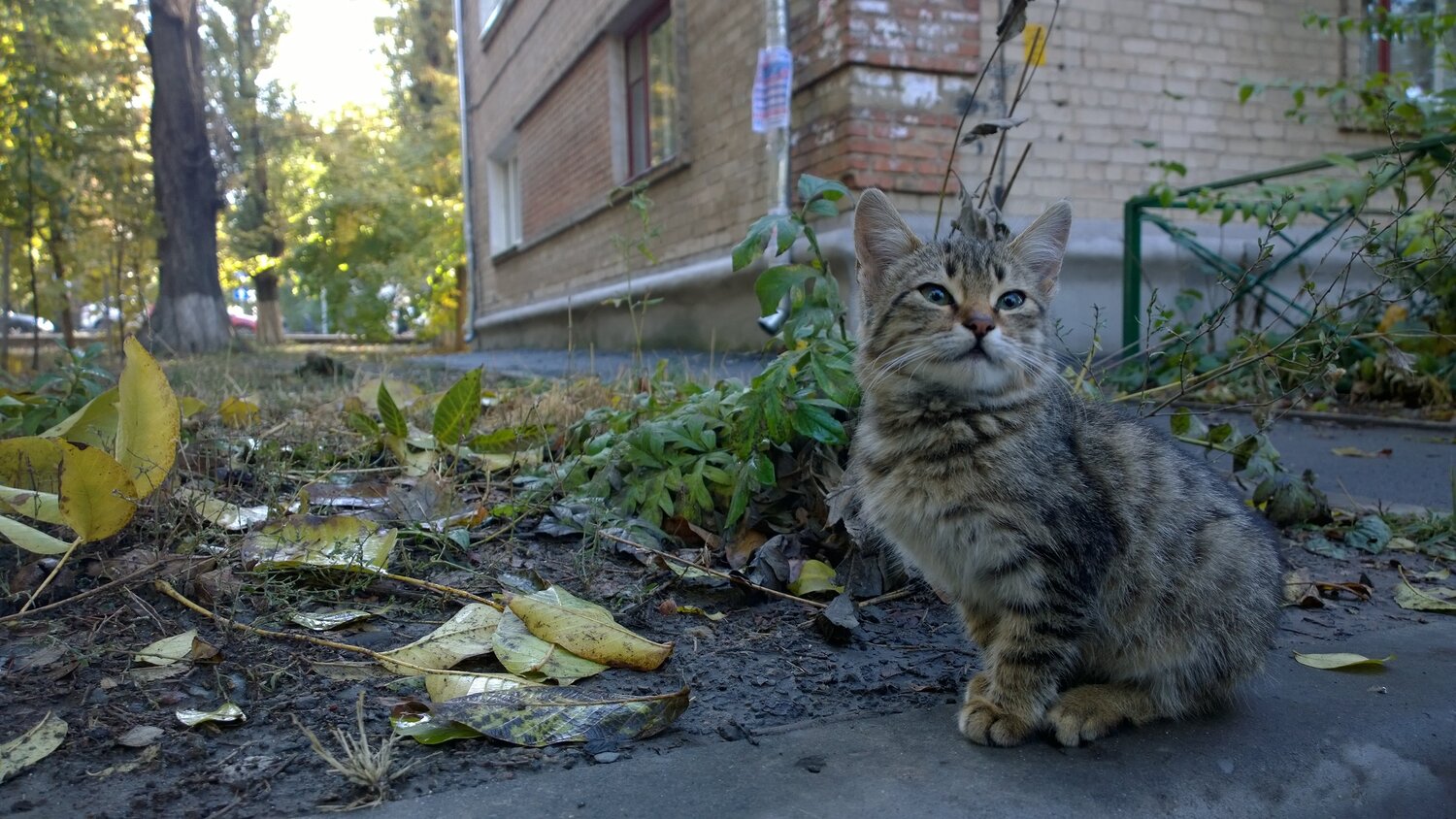 Позирующий