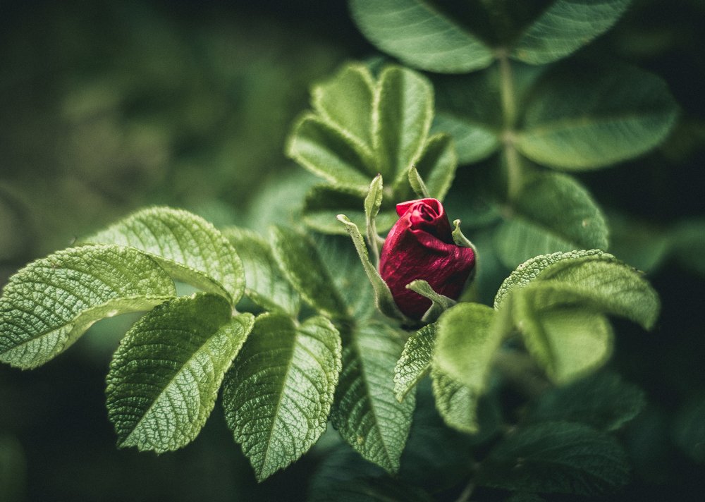 Майская роза