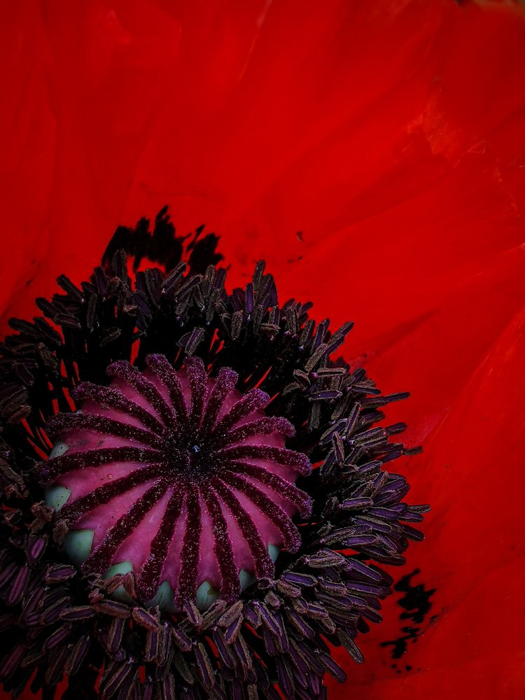 Photograph by Яэль (Юлия Ситохова)