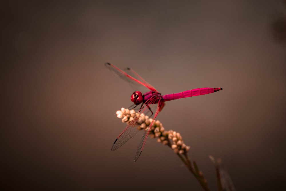 Dragonfly