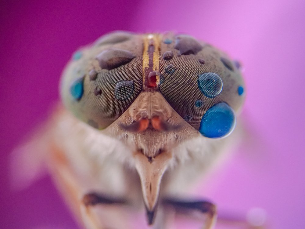 Robber fly