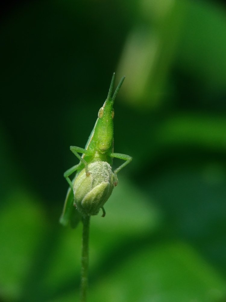 Portrait of a grasshopper