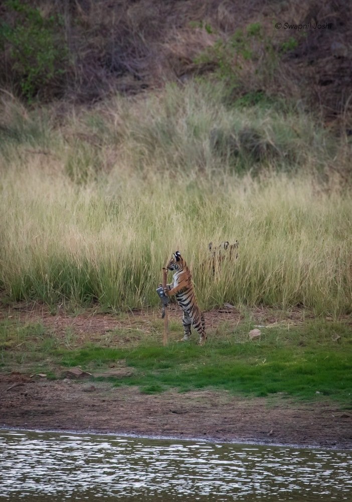 Tiger setting up camera trap!!!