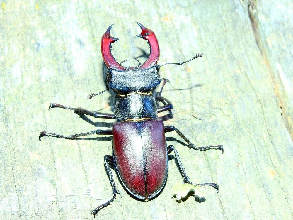 Photograph by Олександр Максимюк