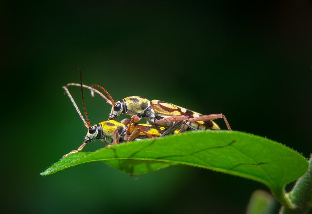 Mating