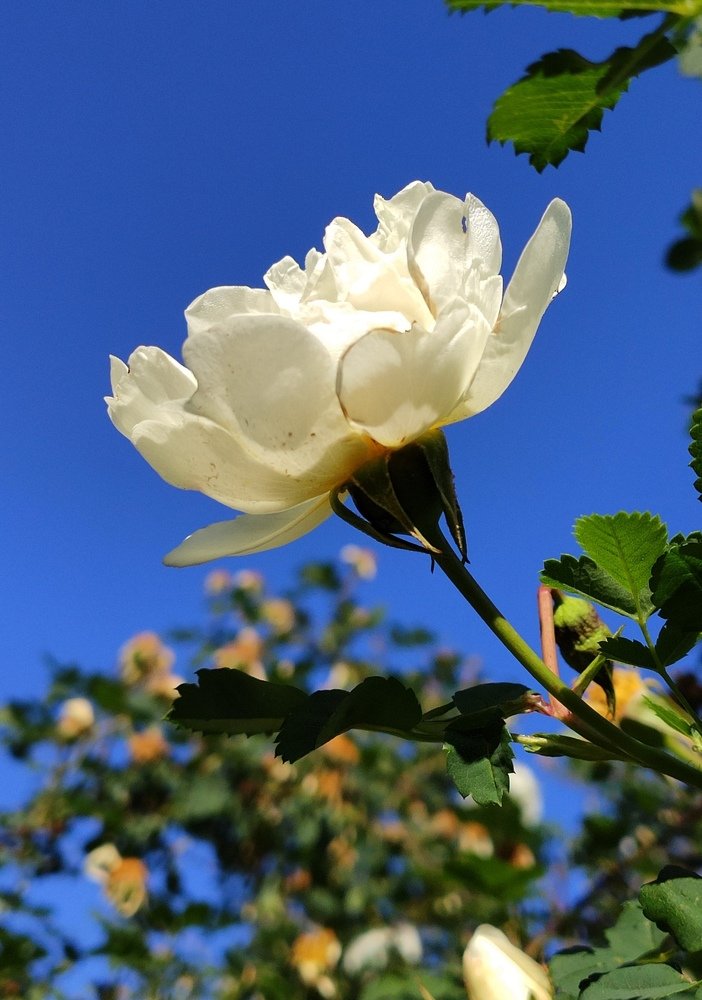 Роза пока цвела