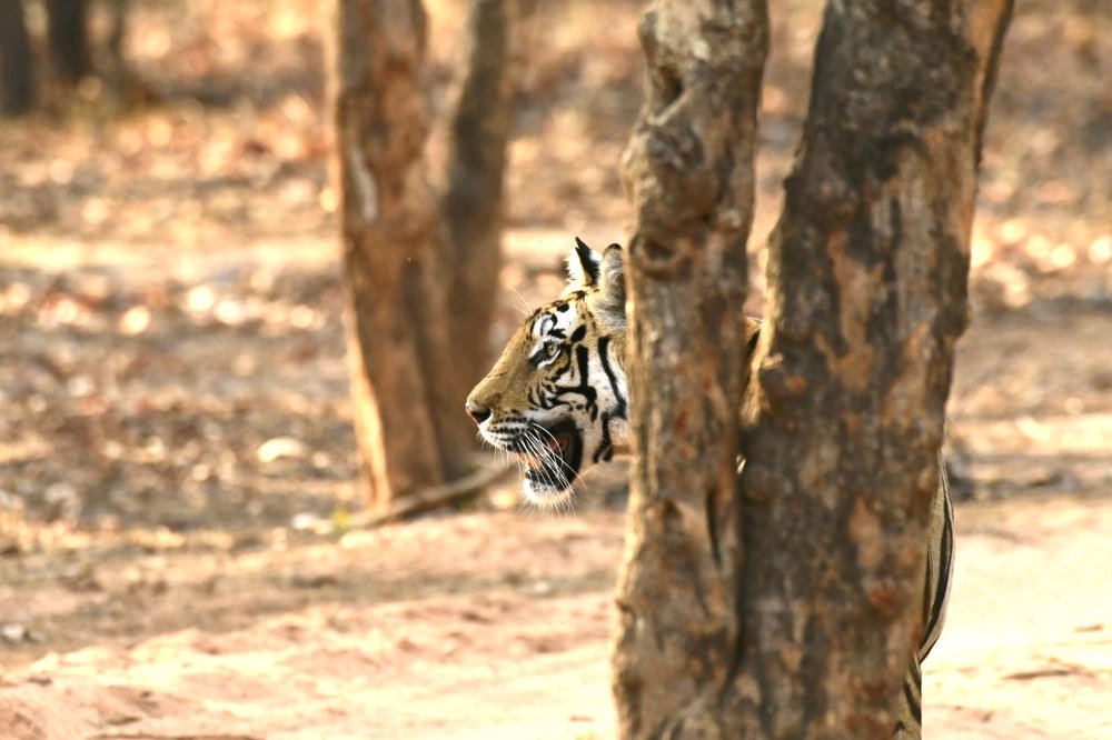 The clearest way into the Universe is through a forest wilderness.