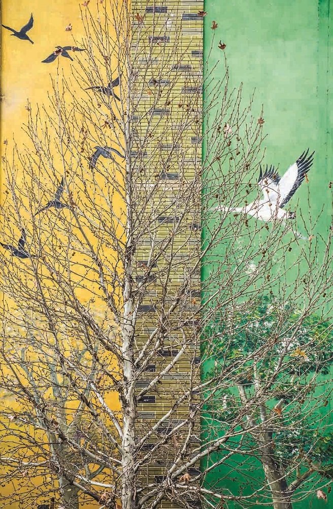 One Flew Over the Cuckoo's Nest