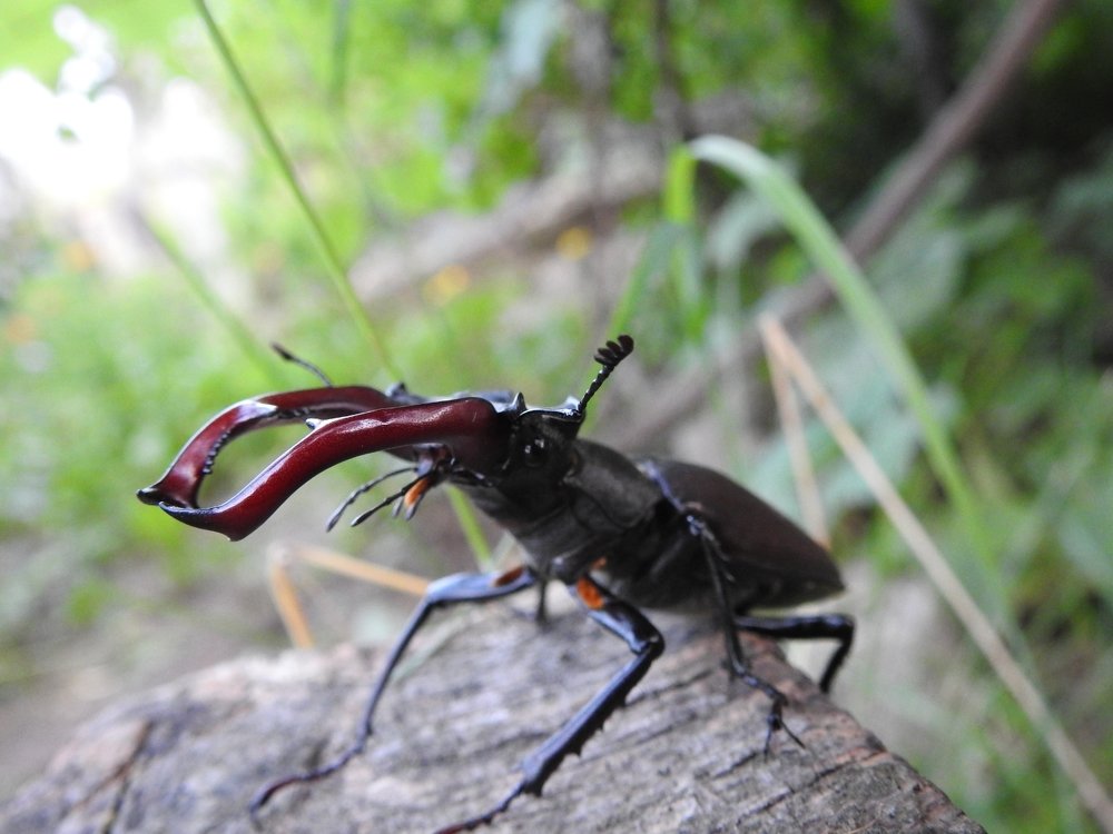 Photograph by Олександр Максимюк