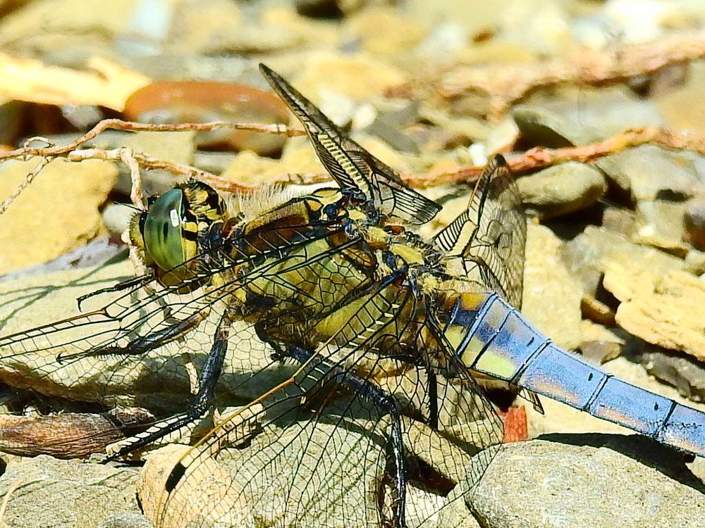 Photograph by Олександр Максимюк