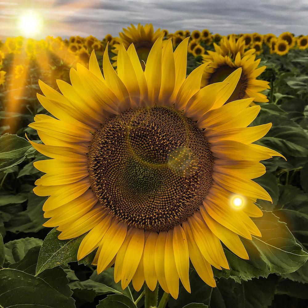 Монтелупоне