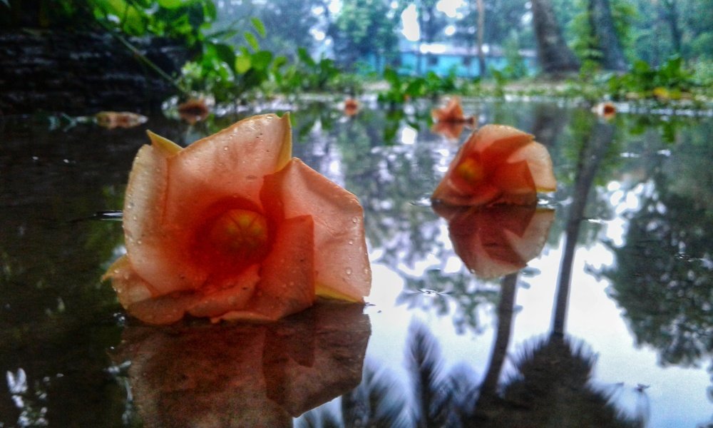 Photograph by  Sajibul islam