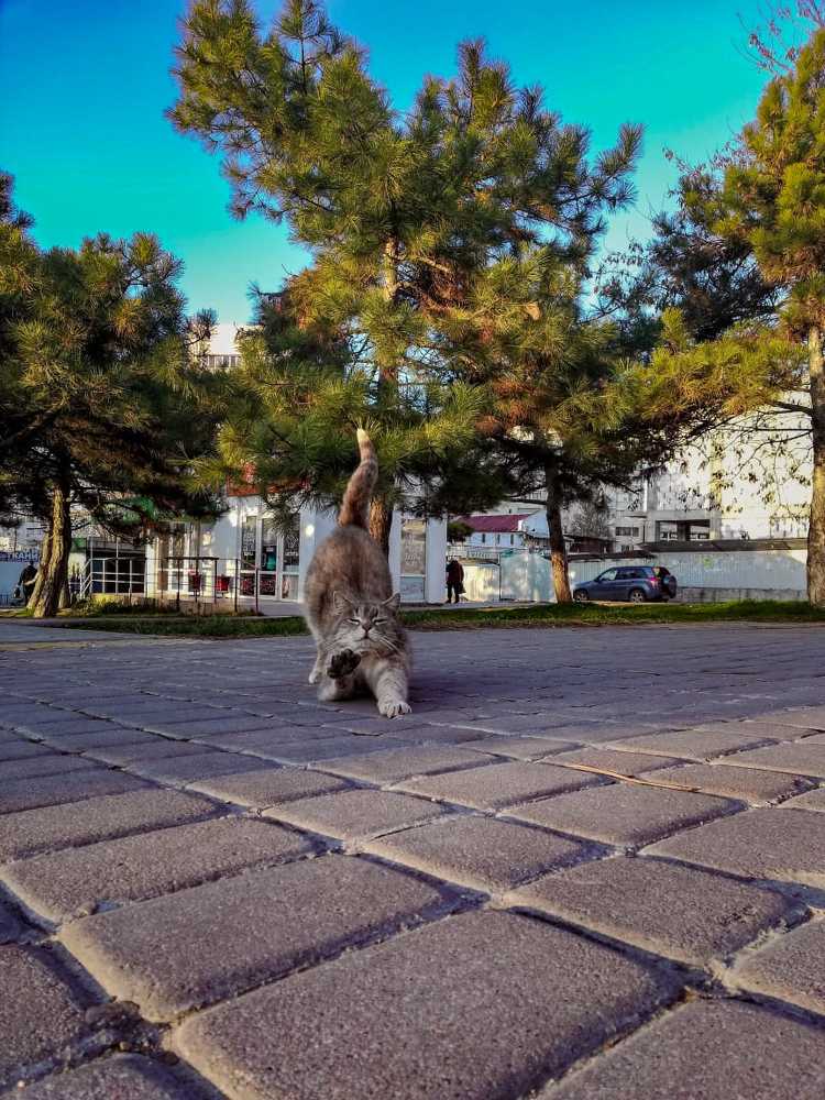 Низкий полкон