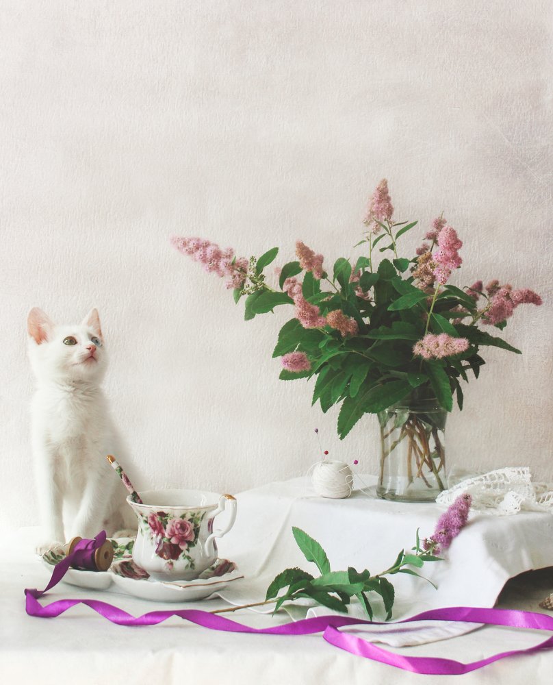 Натюрморт с кошкой в розовых тонах