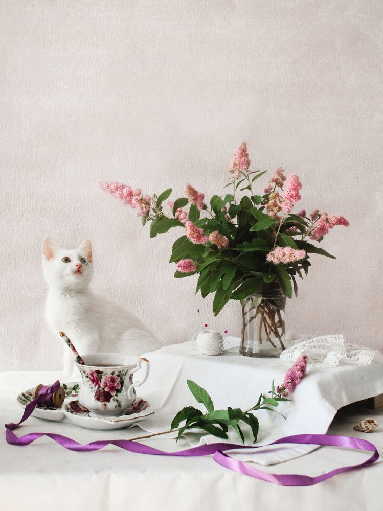 Натюрморт с кошкой в розовых тонах