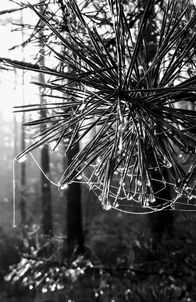 Photograph by Helen Seleznova