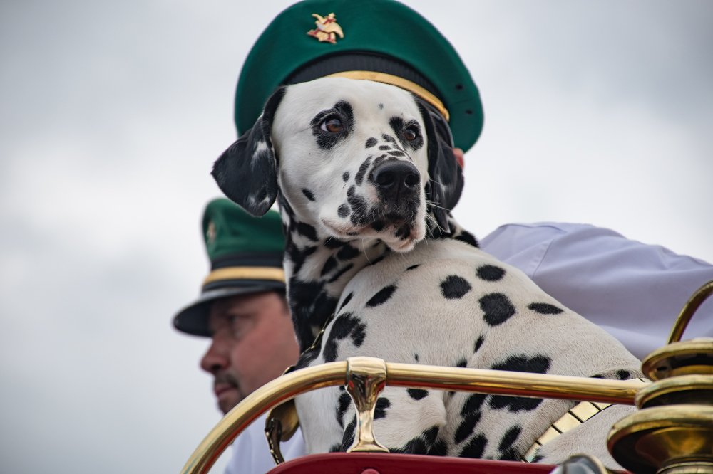 beer dalmation