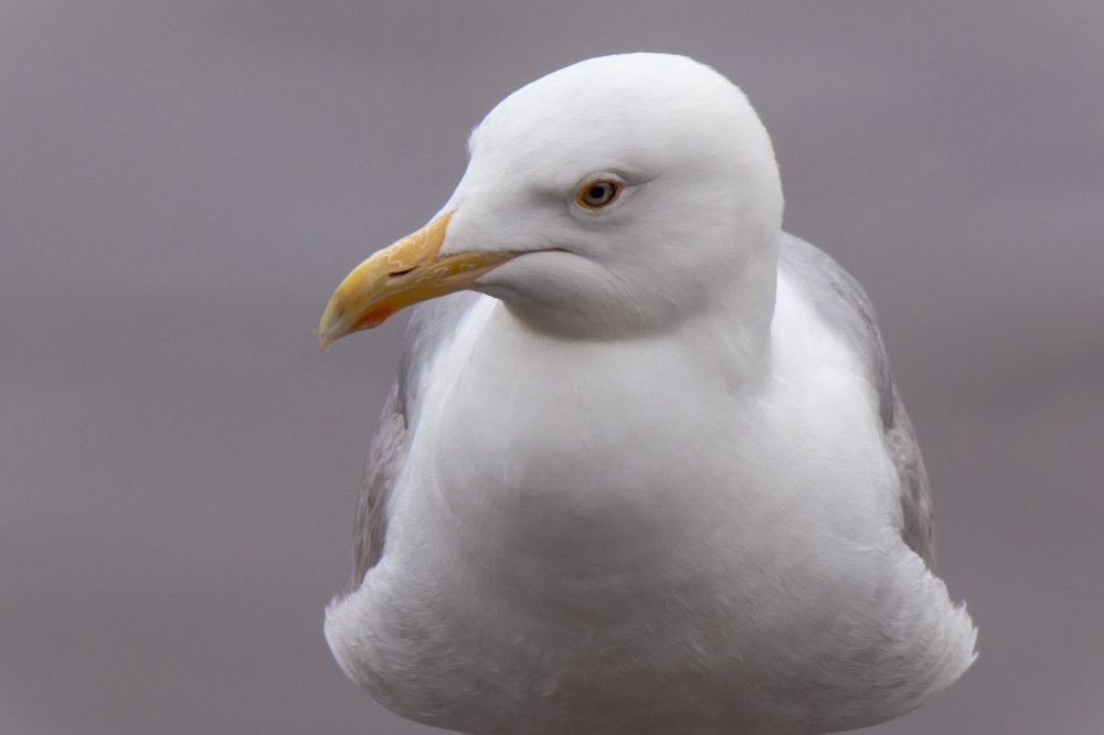 суровая чайка